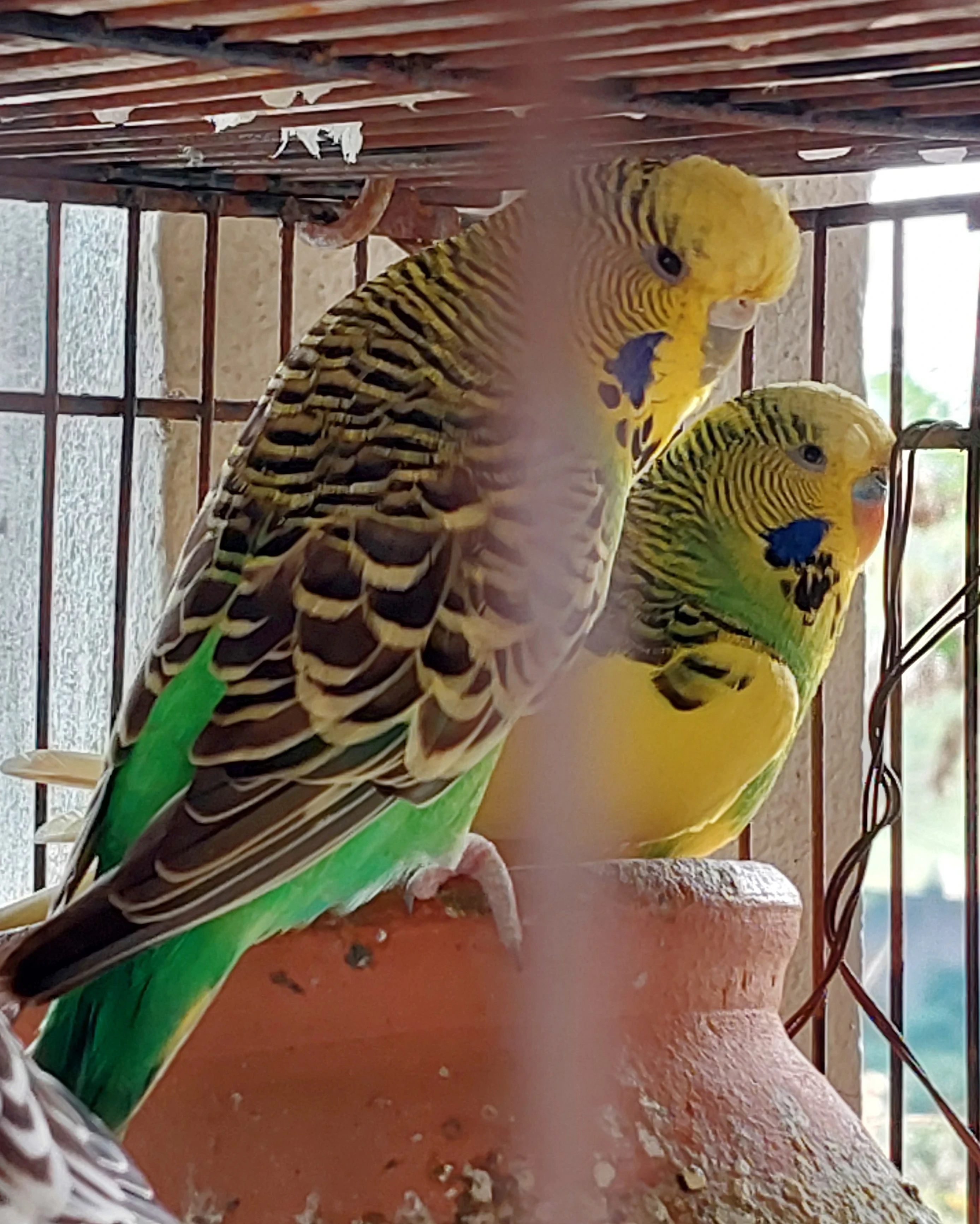 Budgerigar For Sale