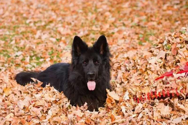 Wanted Black Shepherd