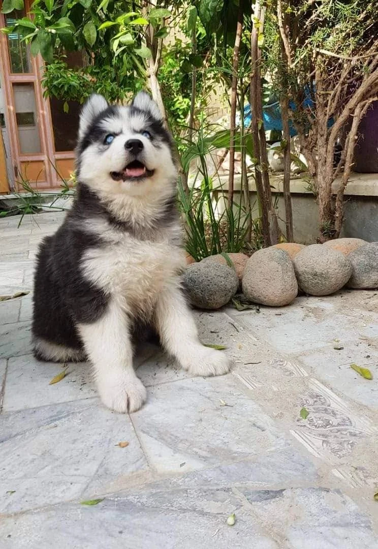Husky puppies available for sale