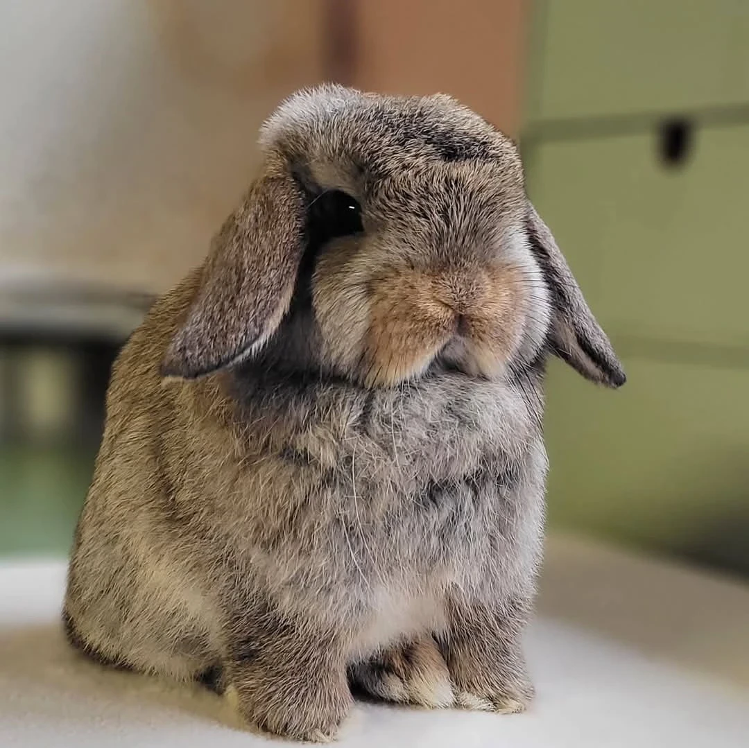 Holland loop rabbits-Image 1
