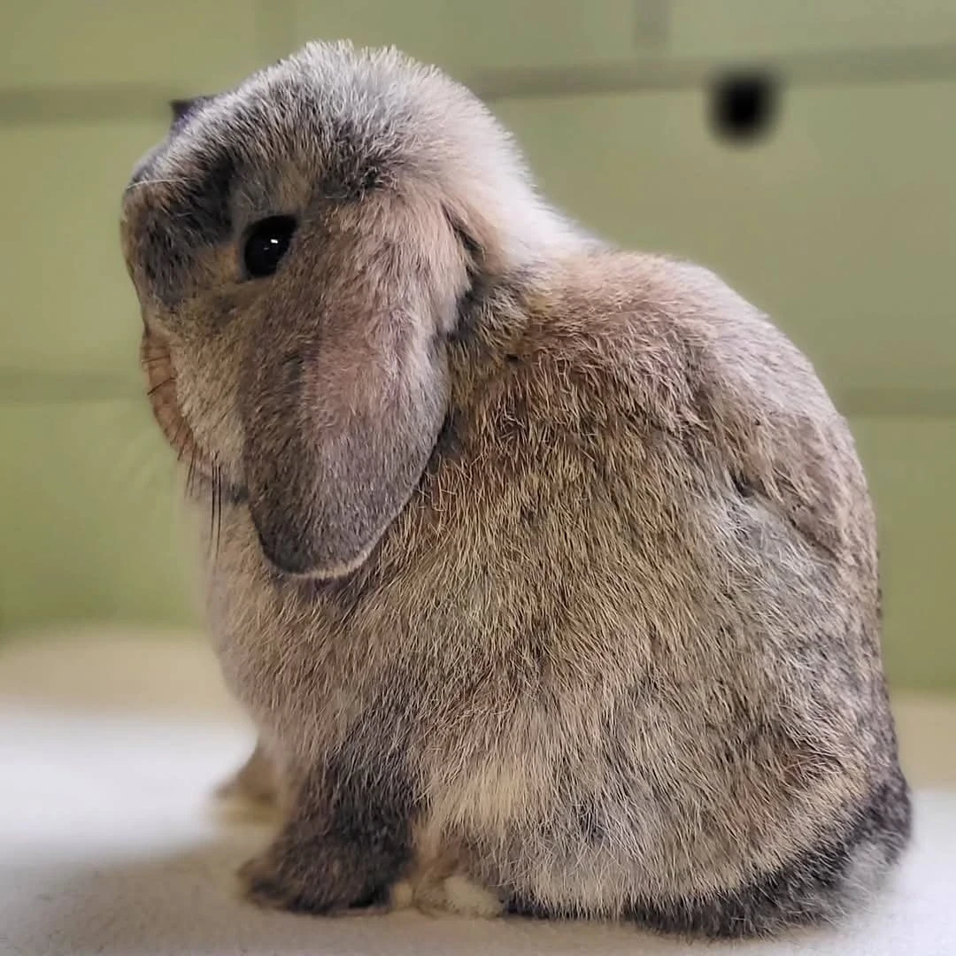 Holland loop rabbits-Image 2