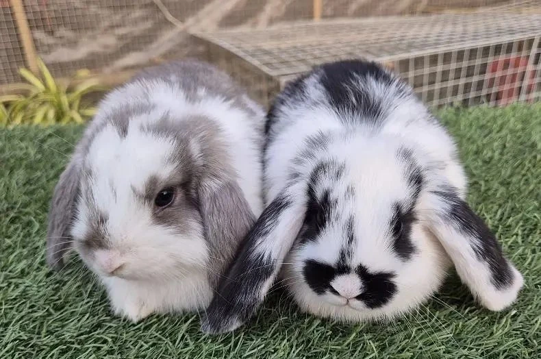 Loin Headed Lops Rabbit Pair-Image 1