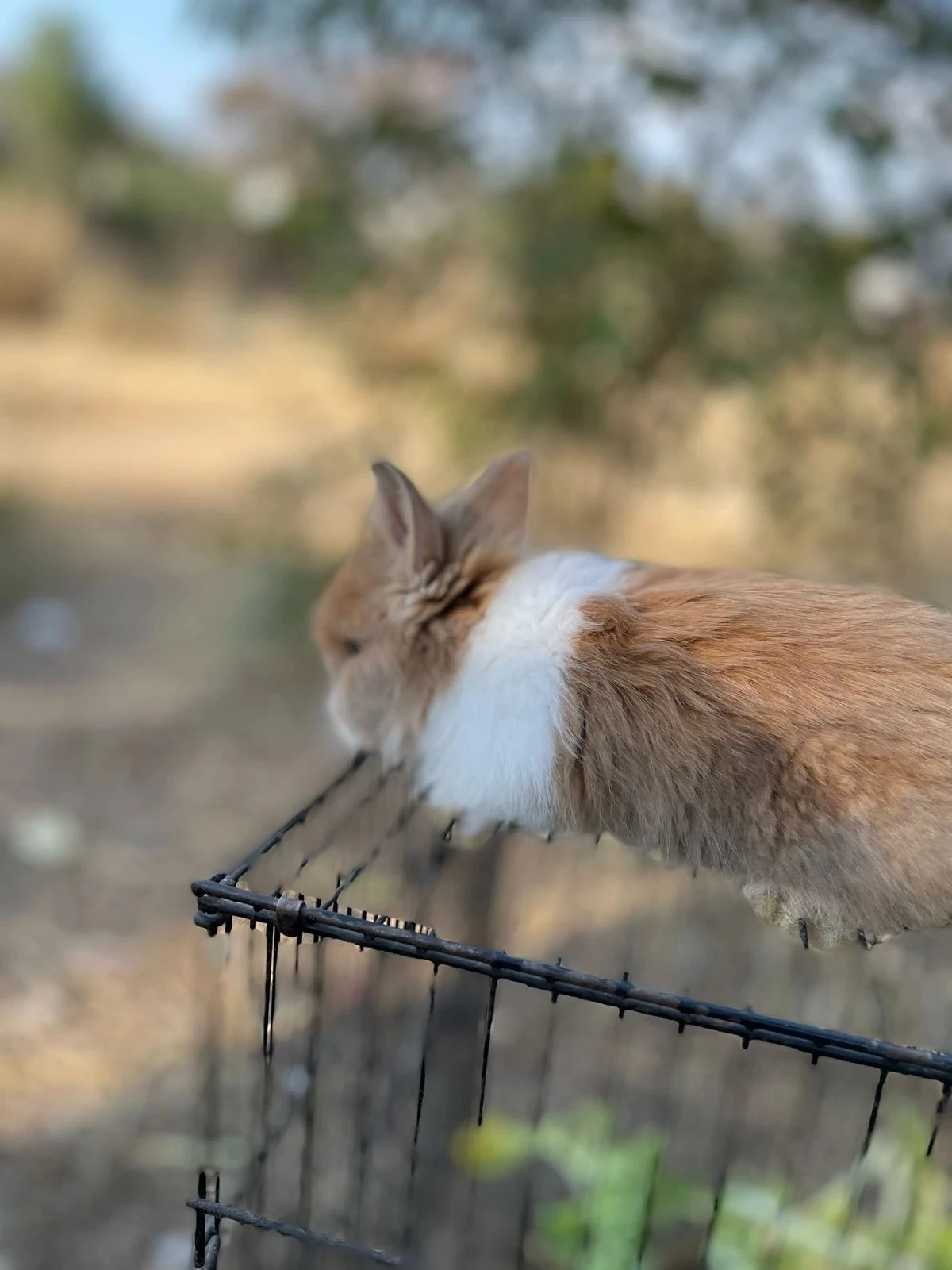 Lion head rabbits pair-Image 2