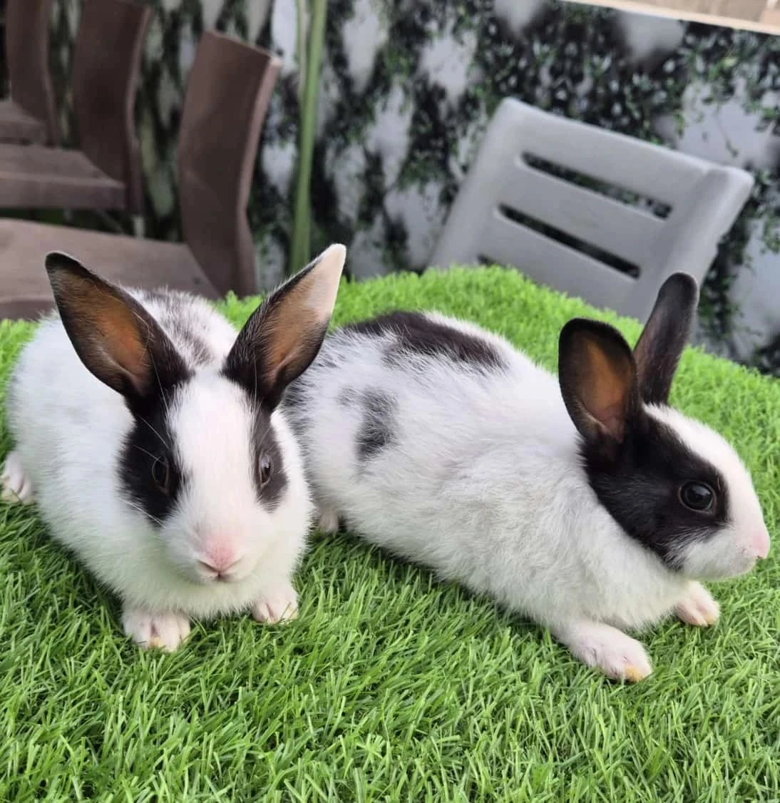 Holland loop Rabbits pair-Image 1