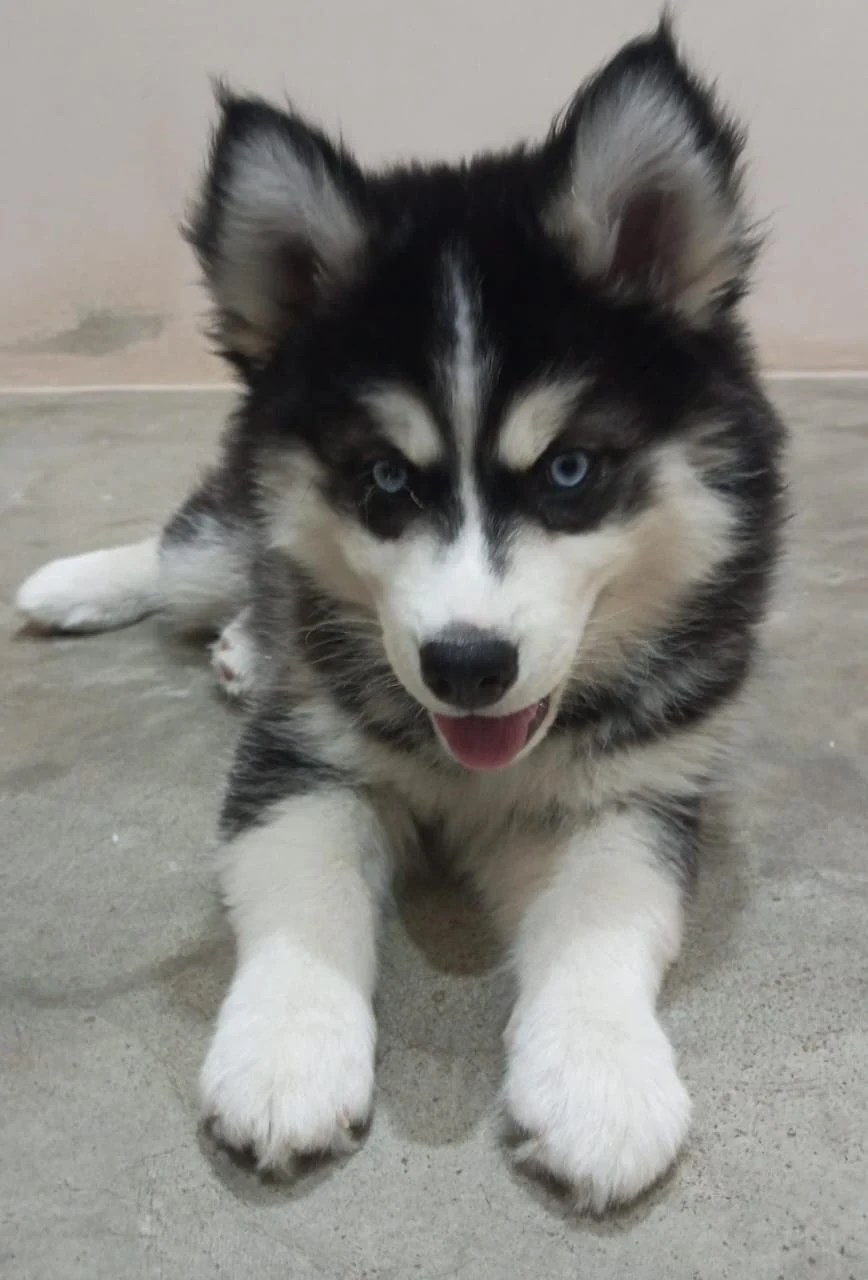 Husky puppies available for sale