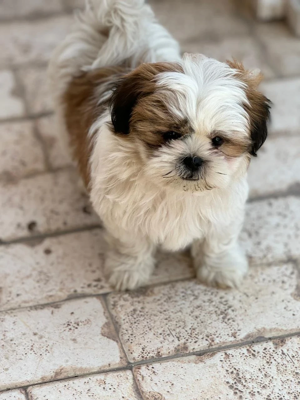 Shih Tzu puppies available for sale