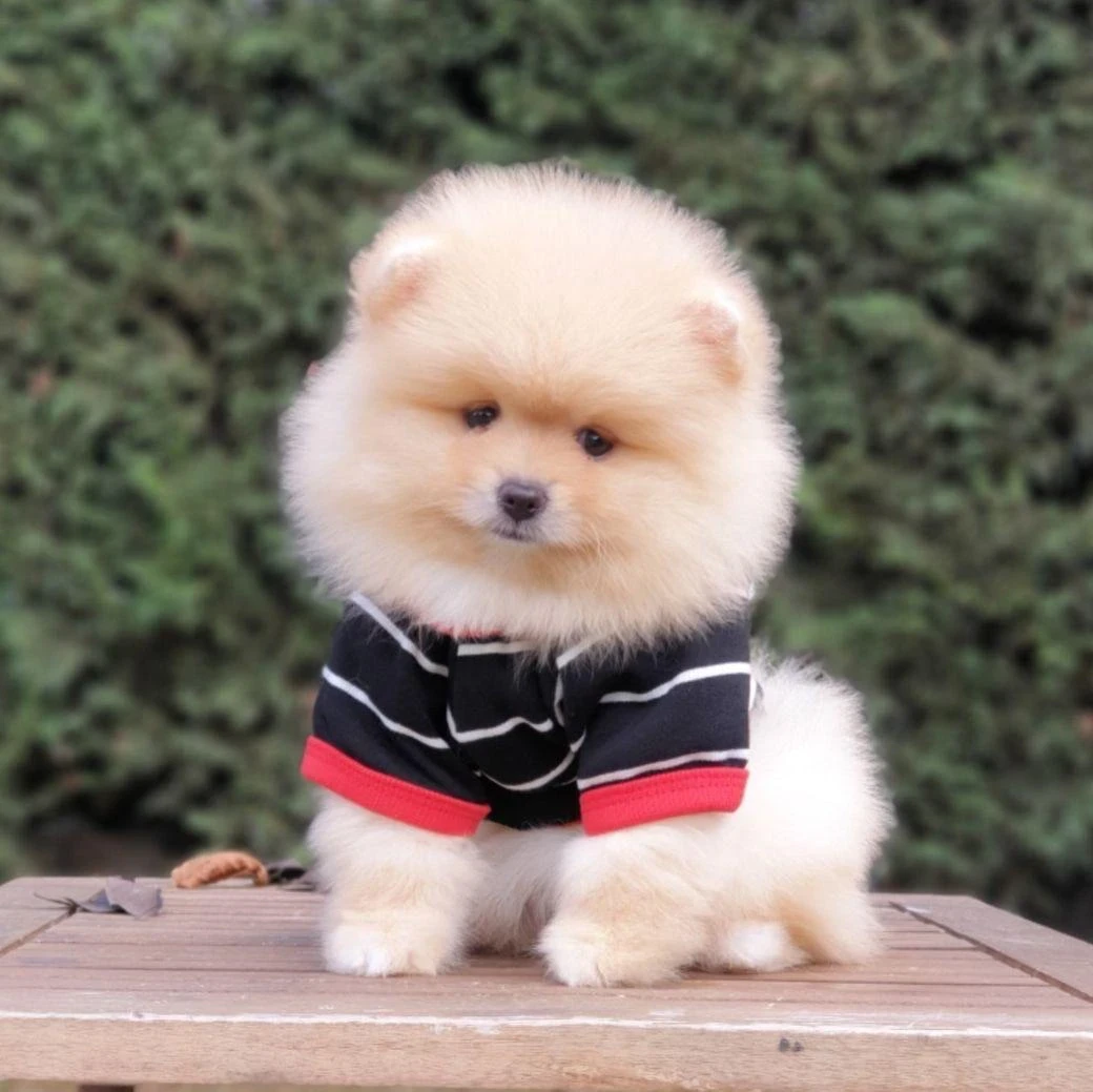 Wanted Pomeranian puppy