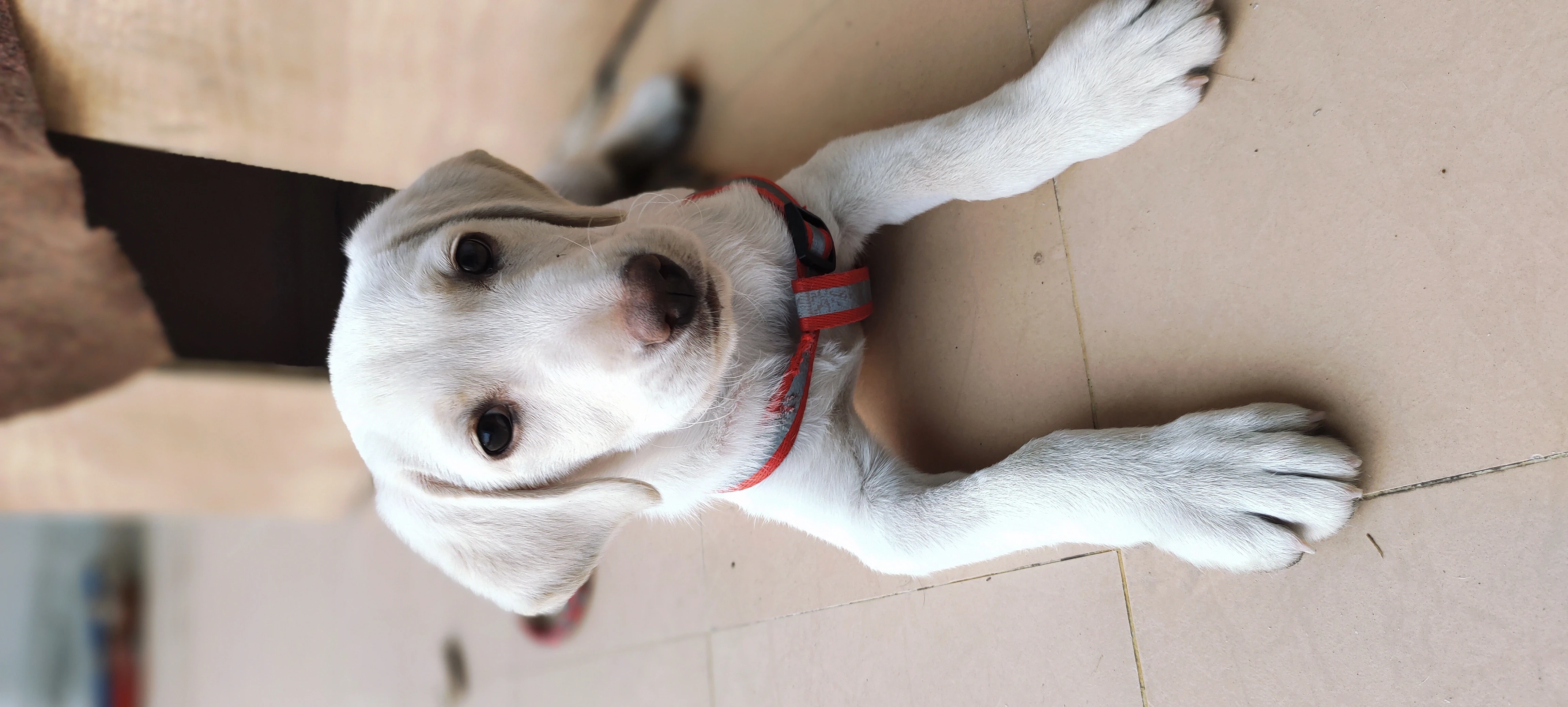 Looking for American Labrador