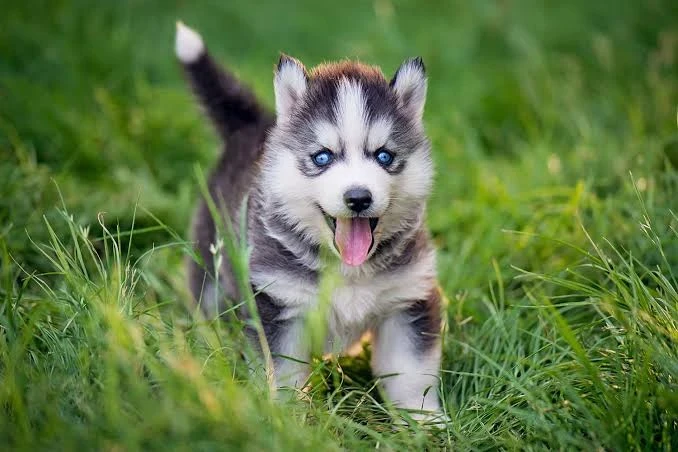 Wanted Pure Siberian Husky puppy available