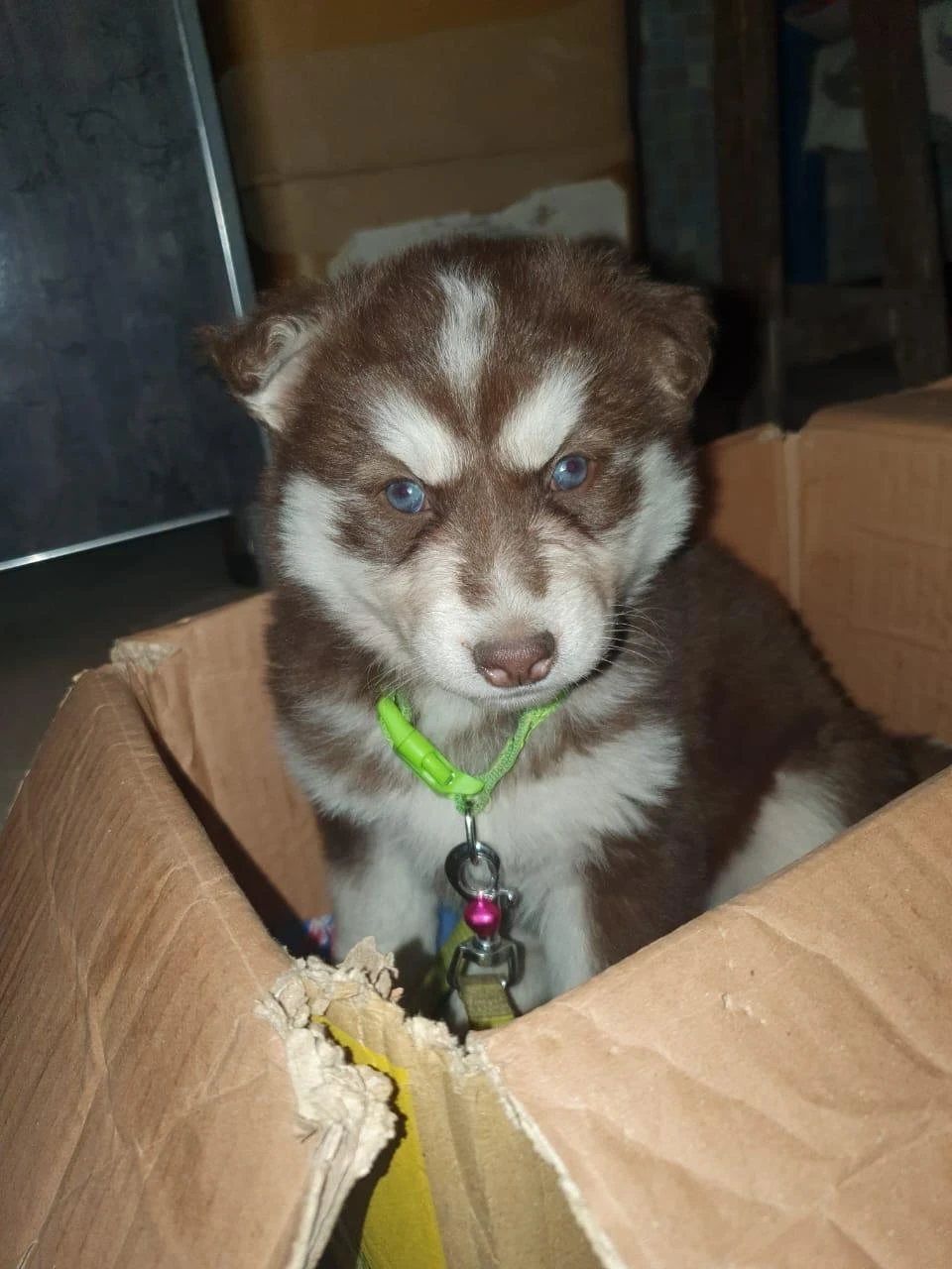 Wanted wooly coat blue eyes female puppy husky