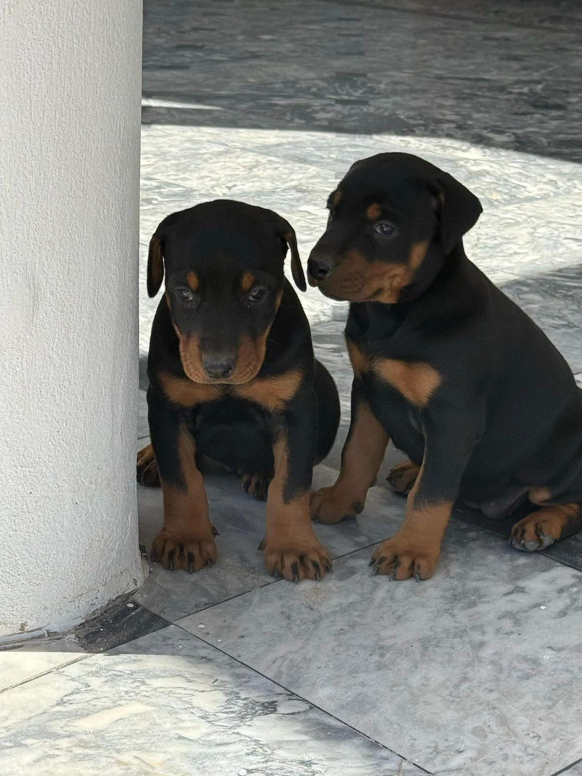 looking for Dobermann female Puppy's available for sale