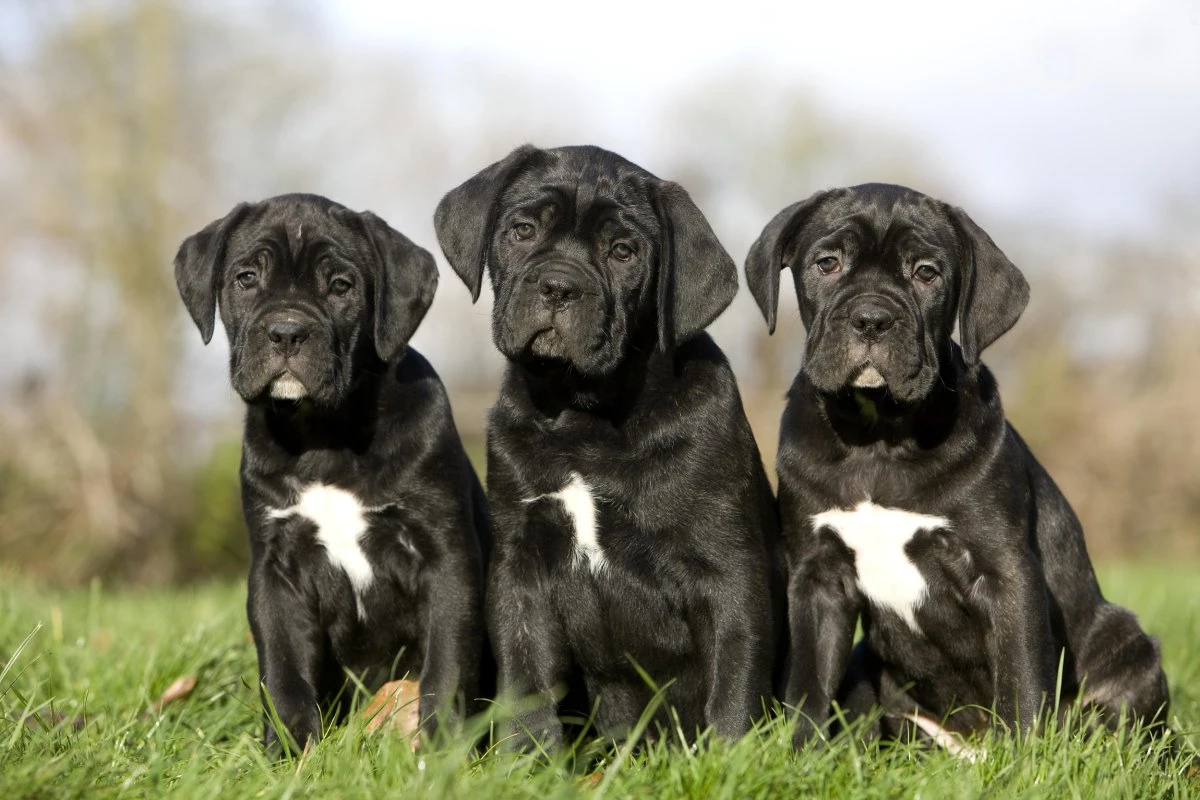 Cane Corso Puppies available for sale