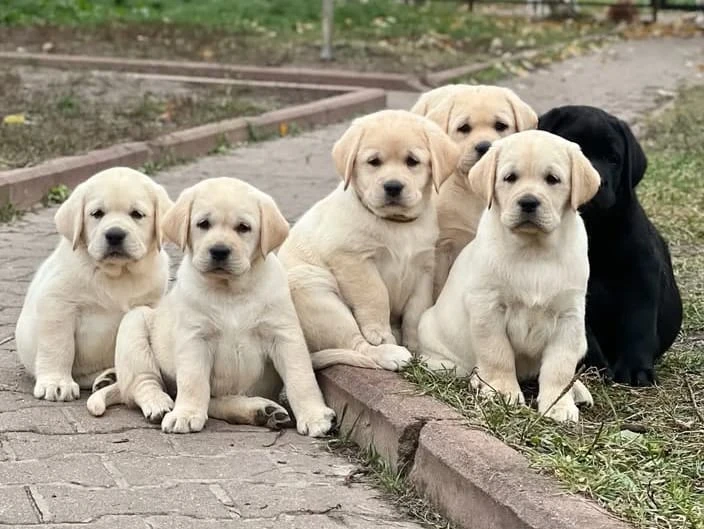 Labrador Puppies available for sale