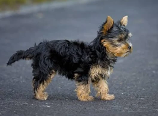 Yorkshire Terriers male puppy available for sale