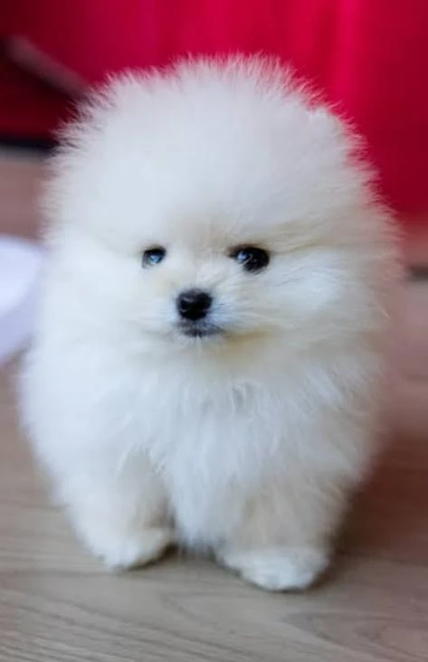 Pomeranian female puppy for sale