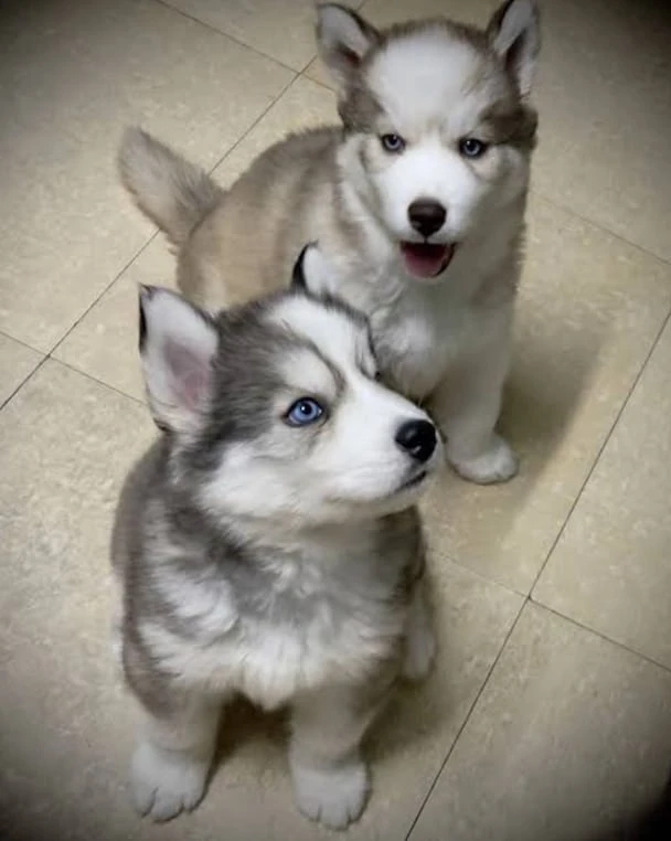 Husky puppies available for sale