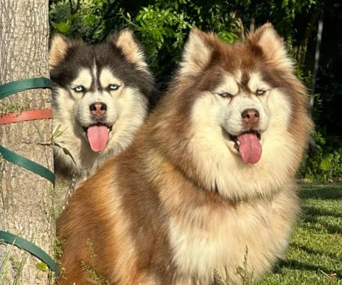 Husky puppies available for sale