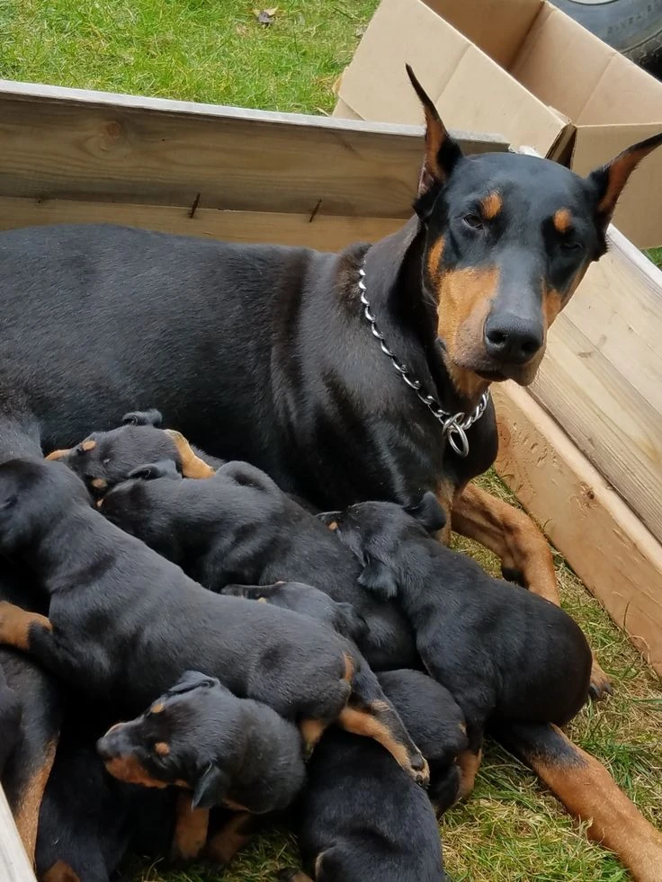 Dobermann puppies available for sale