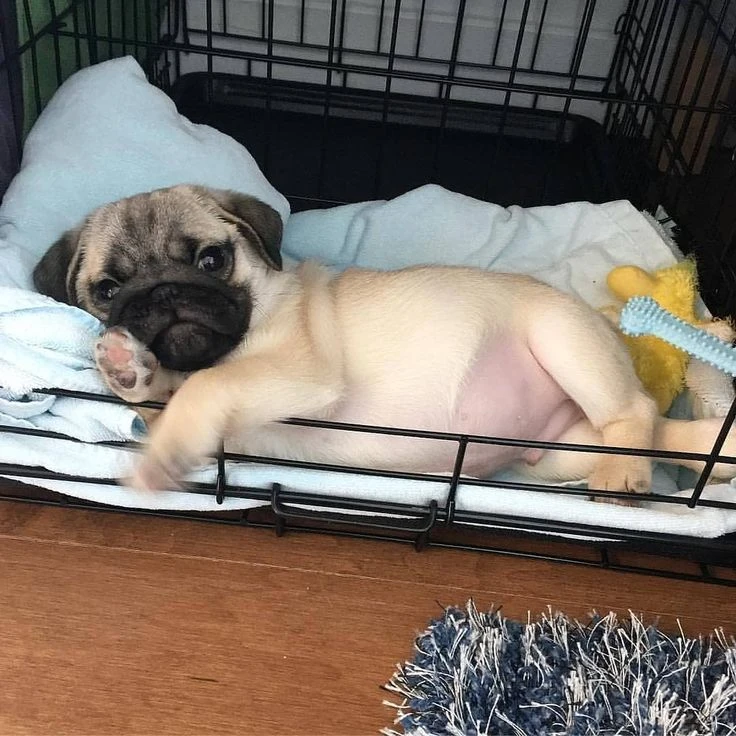 Pug puppies available for sale