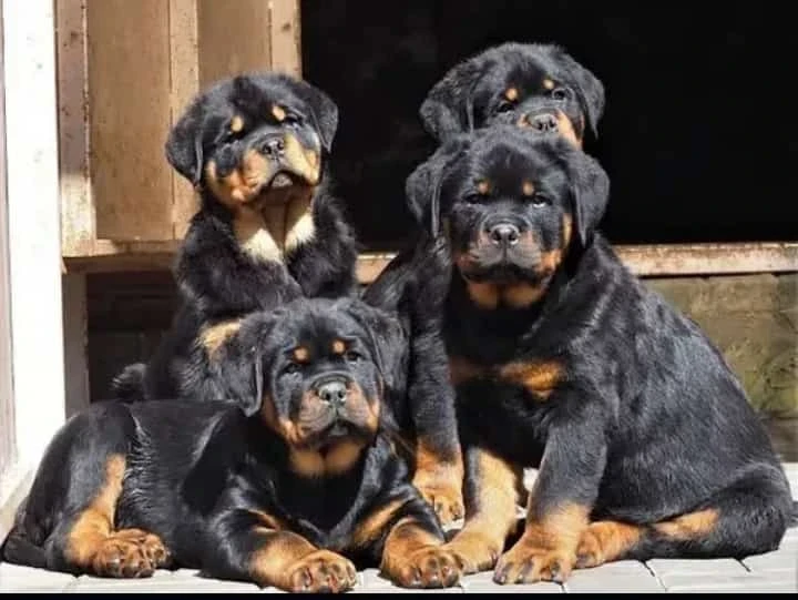 Rottweiler Puppies available for sale