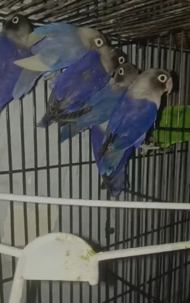 Love birds available for sale-Image 1