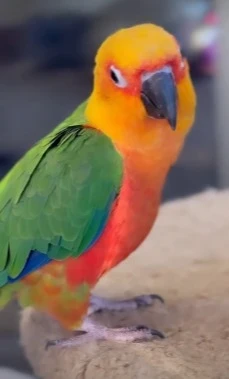 Budgies parrots available for sale-Image 1