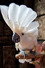 Cockatoo parrots available for sale-Image 1