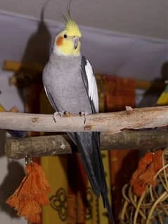 Beautiful Grey Cockatiel Parrot For Sale