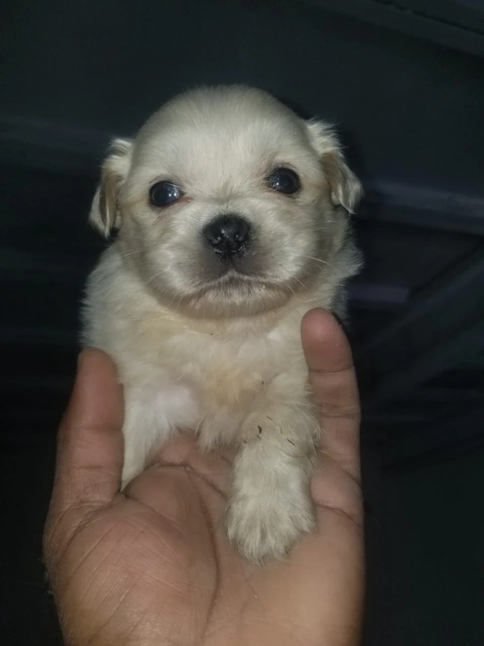Pekingese puppy available for sale