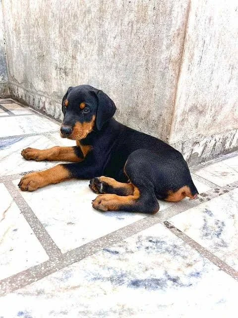 Dobermann female puppy available for sale
