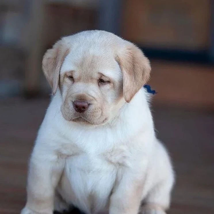 Labrador male puppy for sale