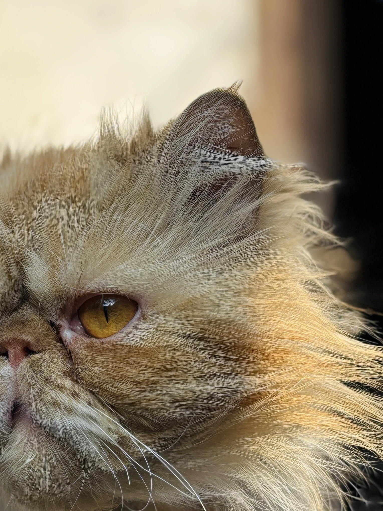 Persian Male cat for sale