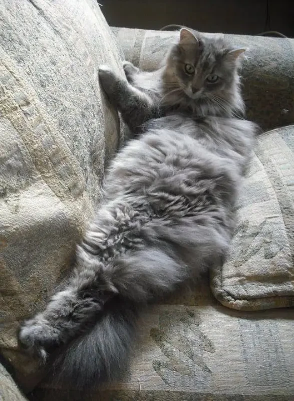 Grey Persian cat-Image 1