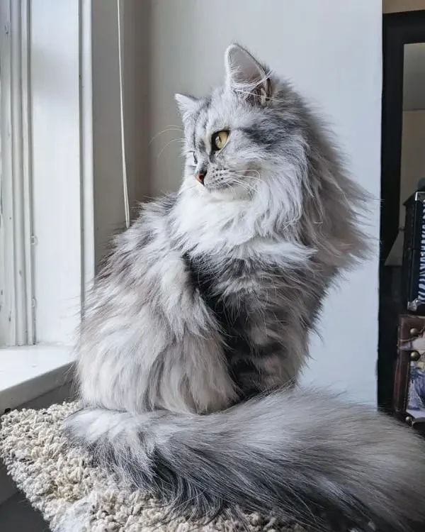 Grey Persian cat-Image 2