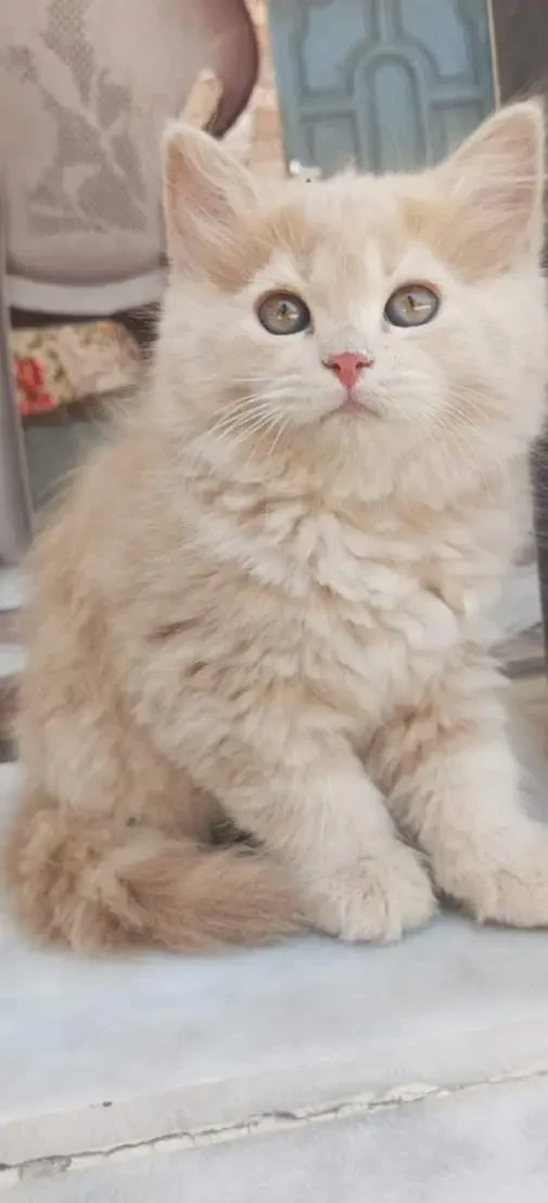 Light Brown Persian kitten-Image 1