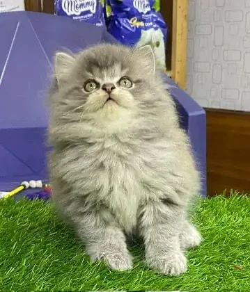 Light Grey Persian kitten-Image 1