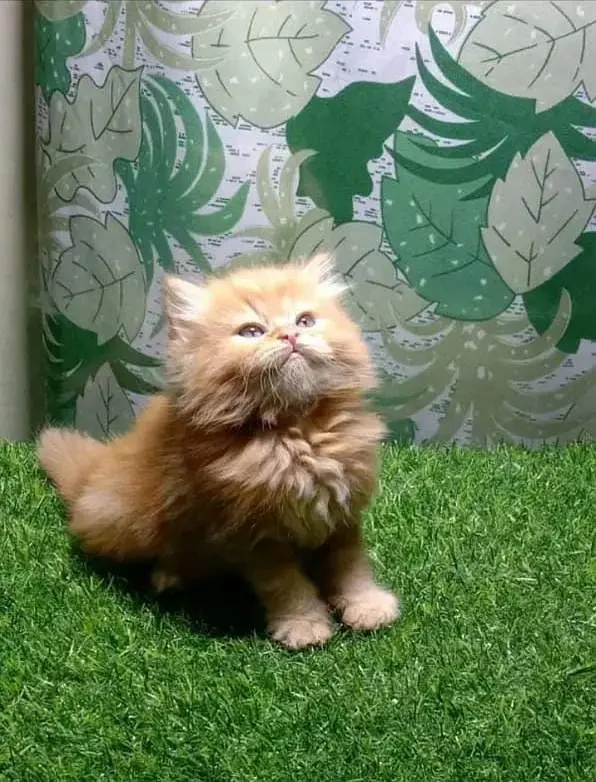 Brown Persian kitten