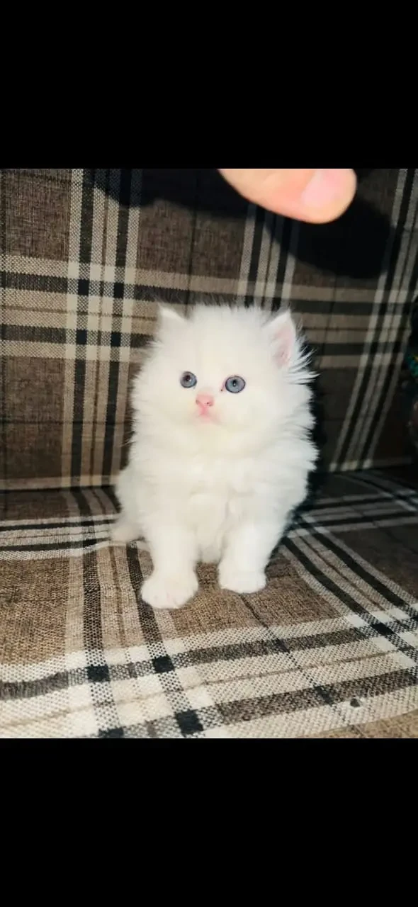 White Persian kitten-Image 1