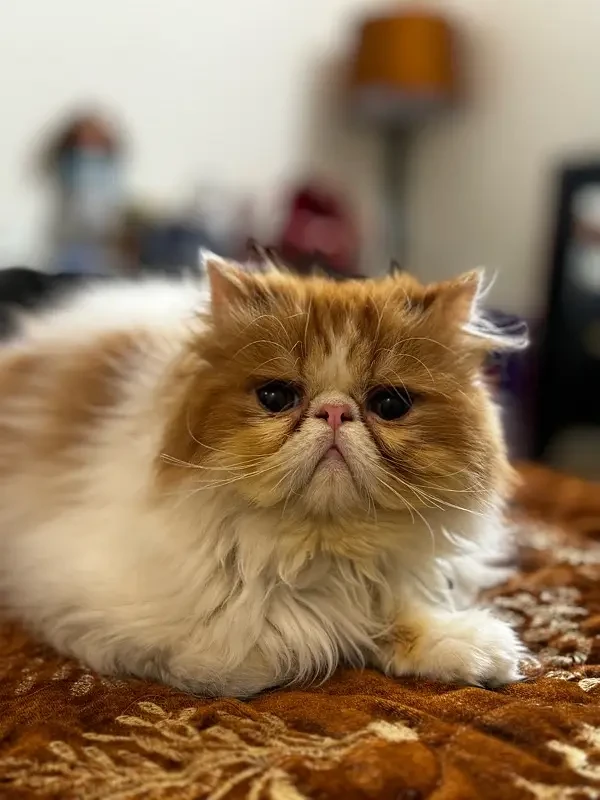 Persian pike face Cat-Image 1