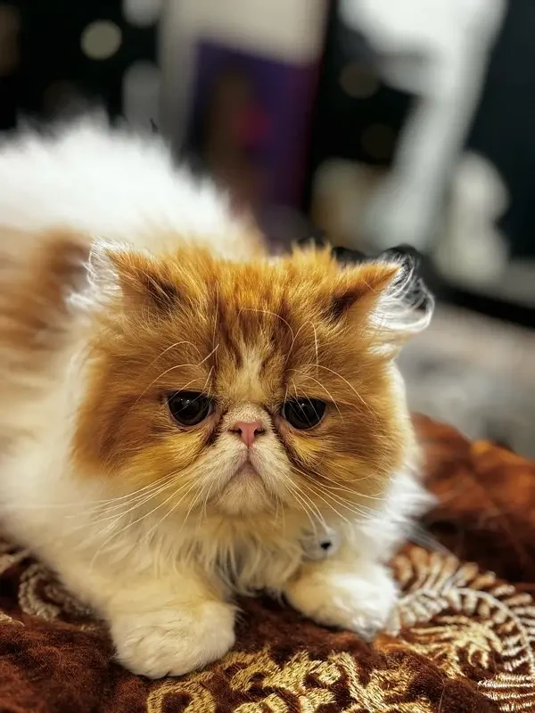 Persian pike face Cat-Image 2