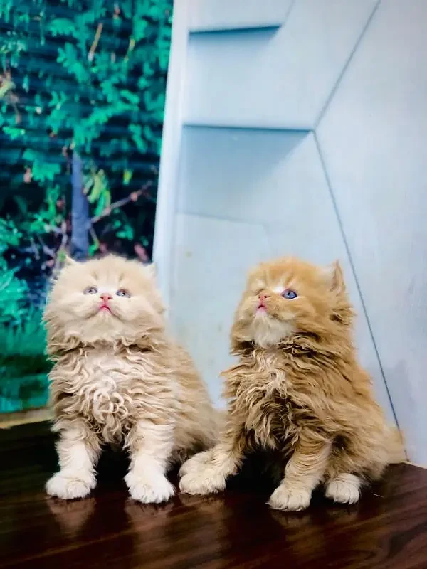 Punch face triple Cote kitten pair-Image 1
