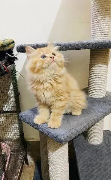 Light Brown Persian cat-Image 1
