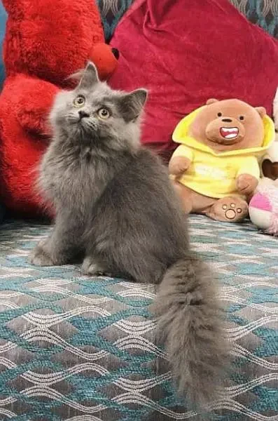 Grey Persian cat-Image 1