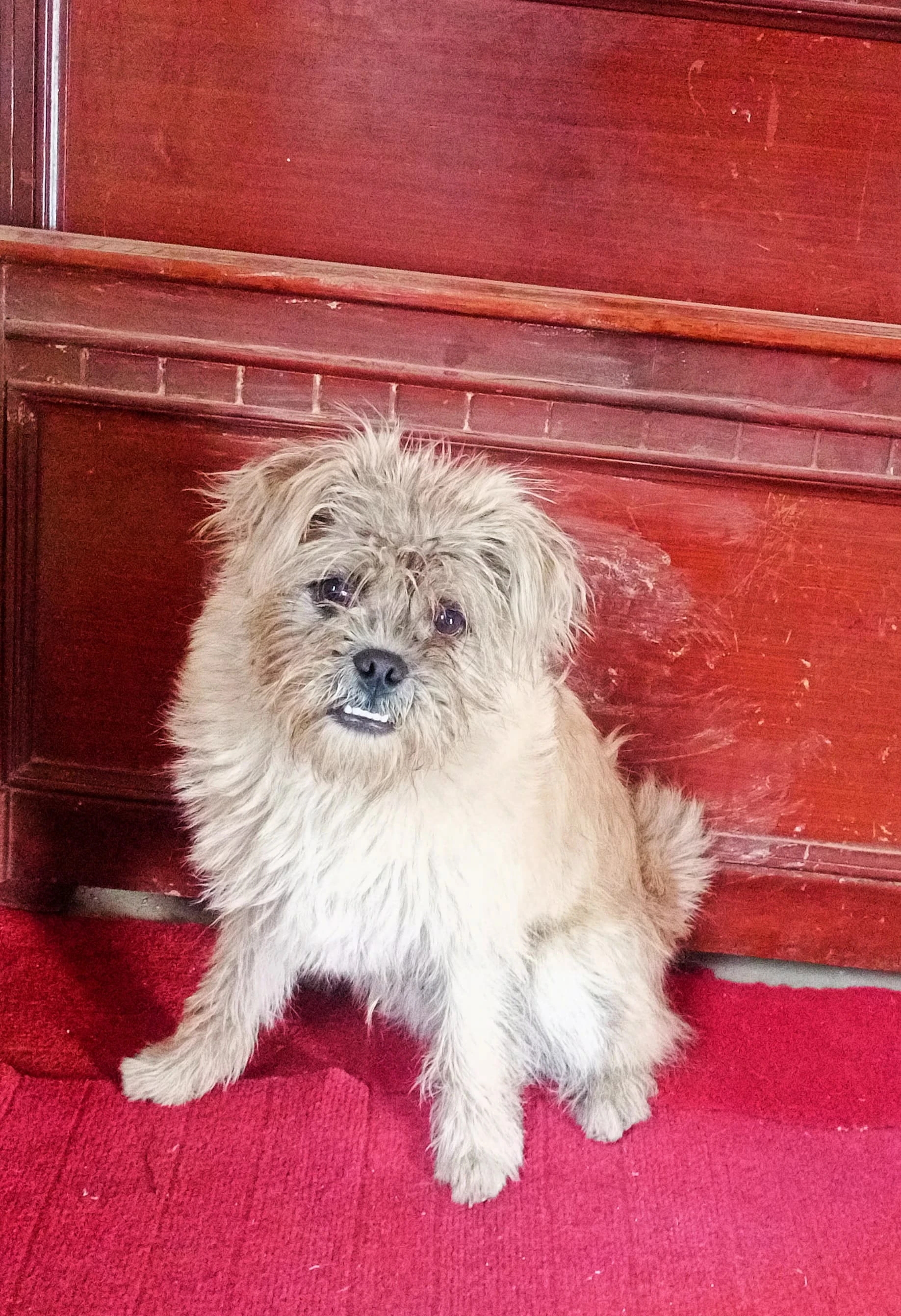 Shih Tzu male puppy available for sale