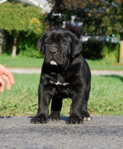 Cane Corso male puppy available for sale