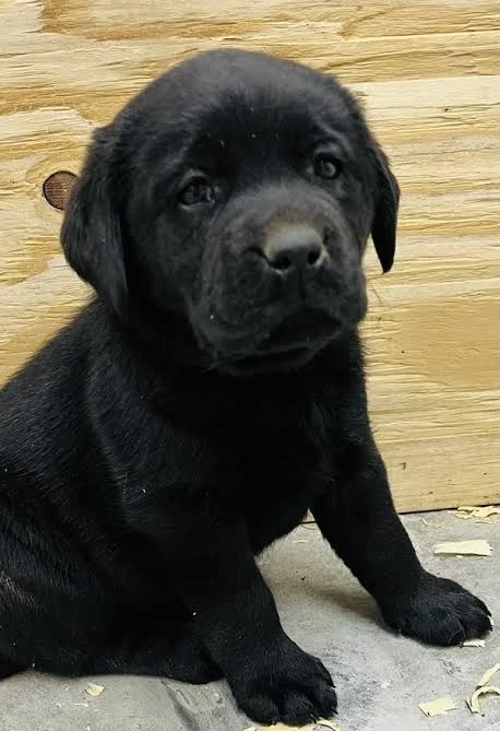 Black Labrador puppy available for sale