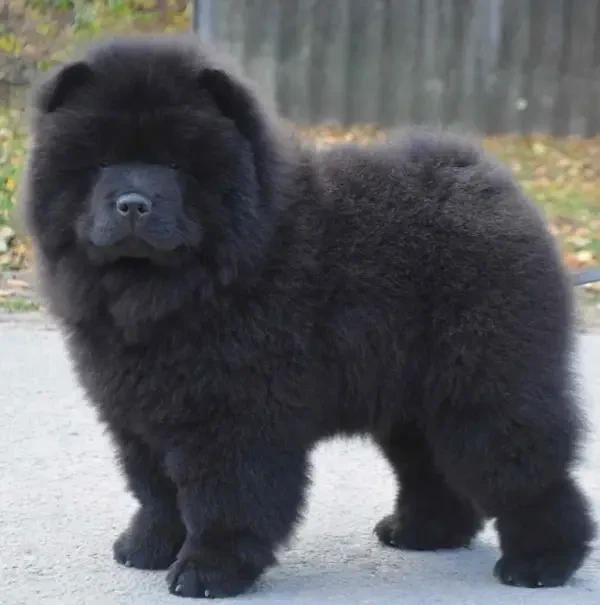 Chow Chow puppy available for sale
