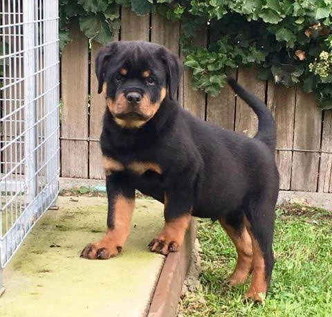 Rottweiler male puppy available for sale