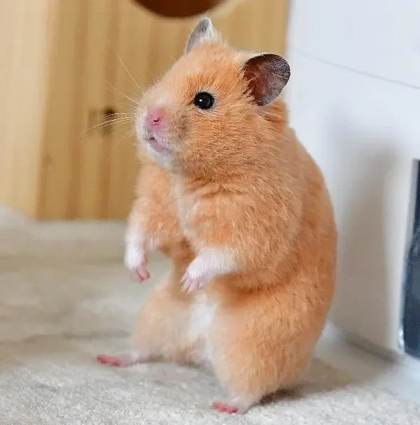 Hamster's available for sale-Image 1