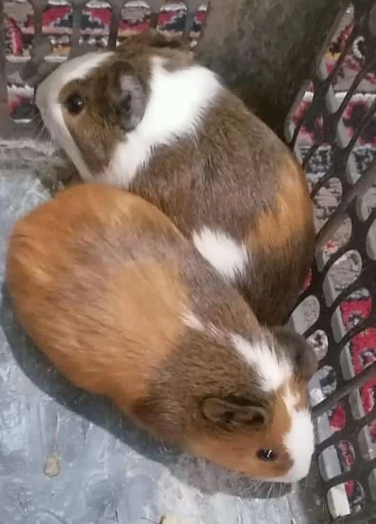Guinea Pig available for sale-Image 1